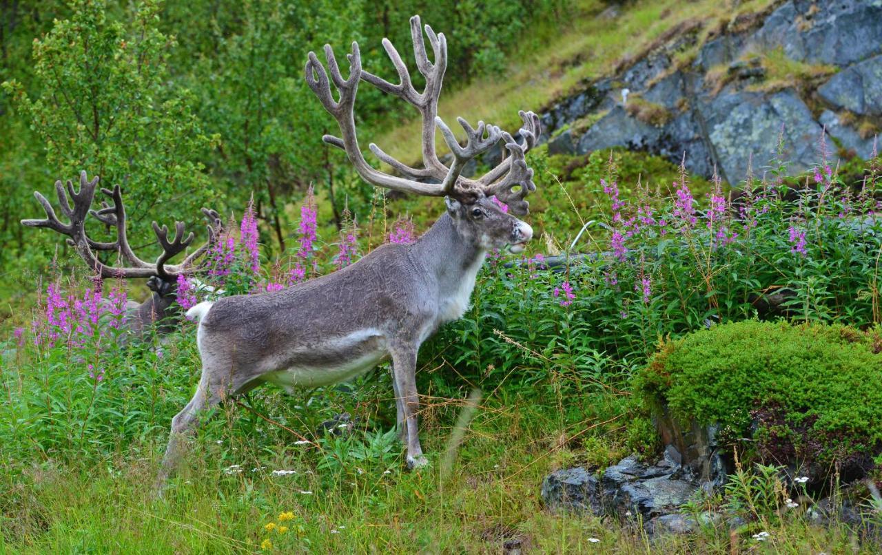 Rivdnji Smorfjord Сasa de vacaciones